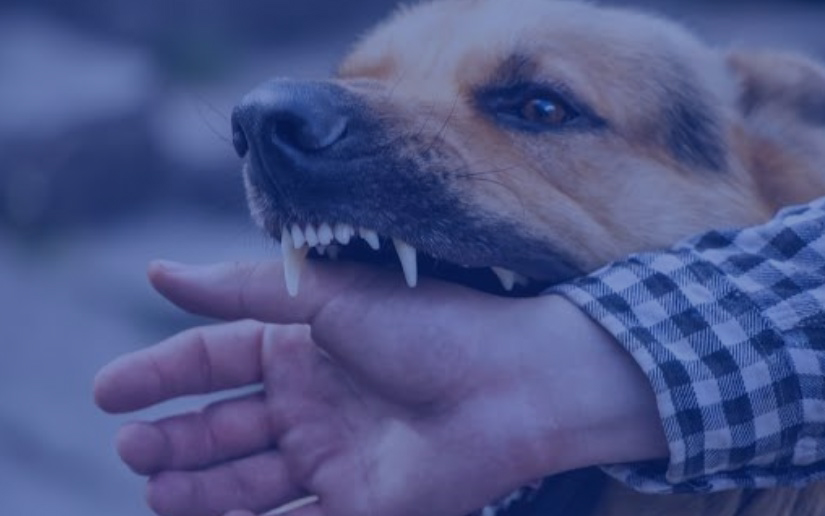 Animal Attack